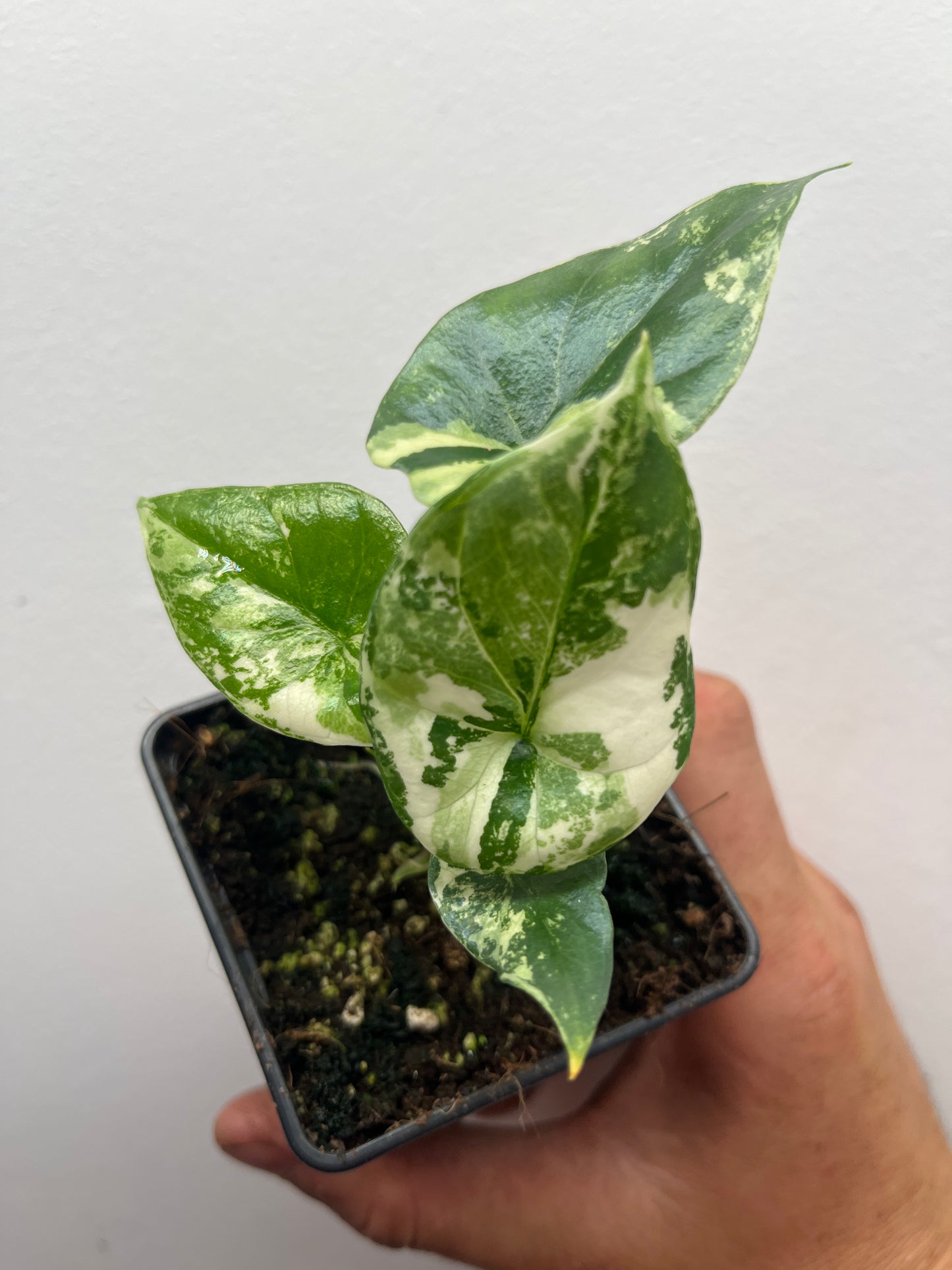 Alocasia Sinuata albo variegated #2
