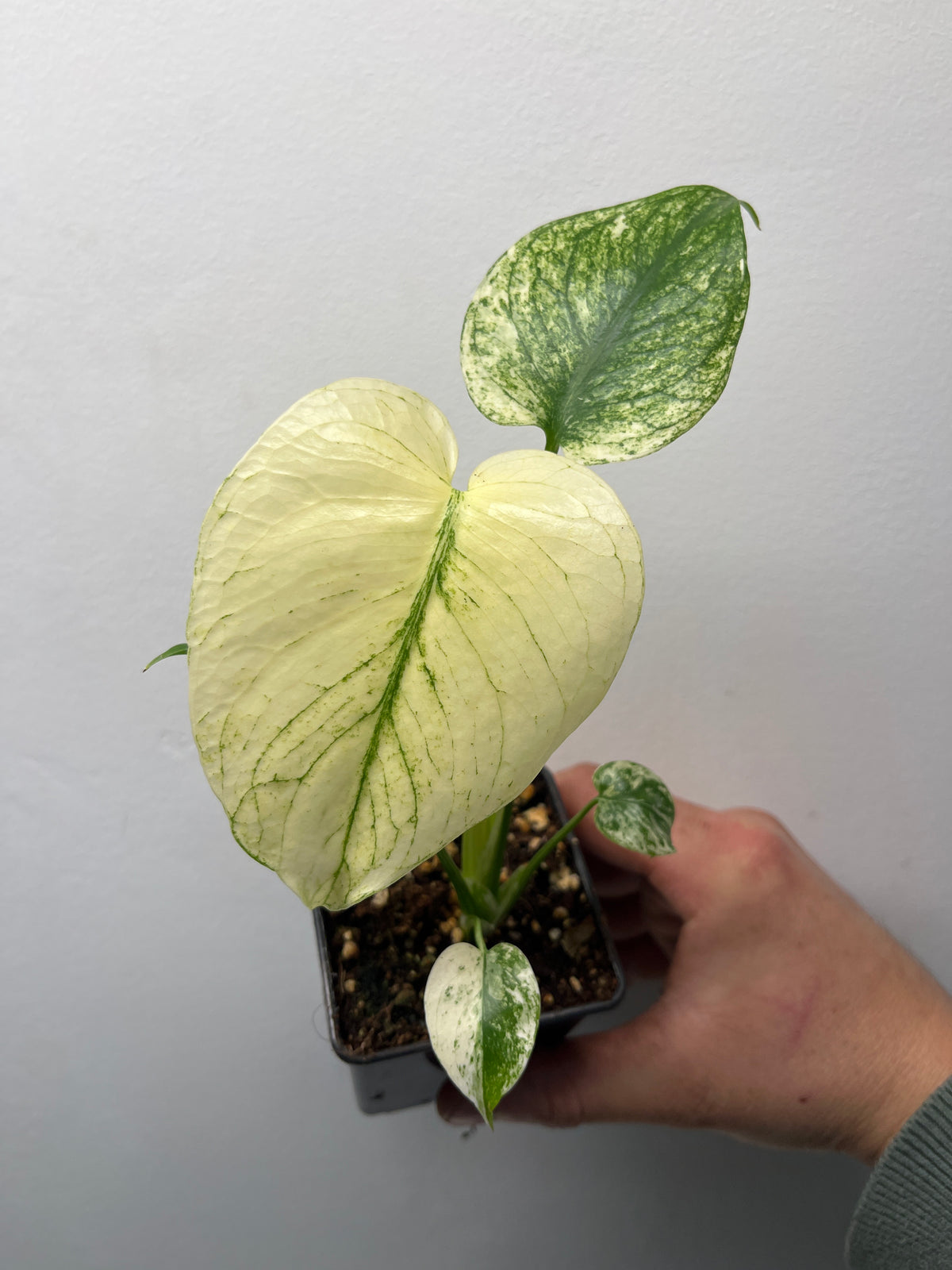 Monstera Deliciosa White Monster - Rare Variegated Monstera