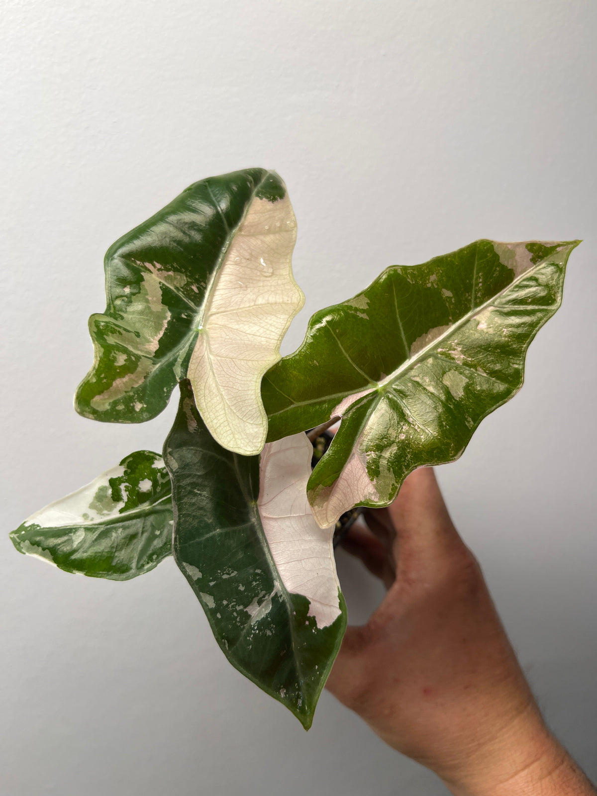 Alocasia Pseudo Sanderiana Pink Variegated - Rare Aroid #2