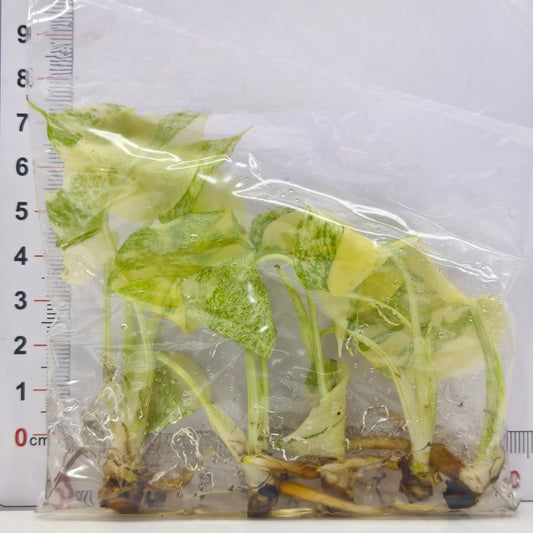 Monstera Deliciosa Crème brûlée 5 plants TC PRE-ORDER