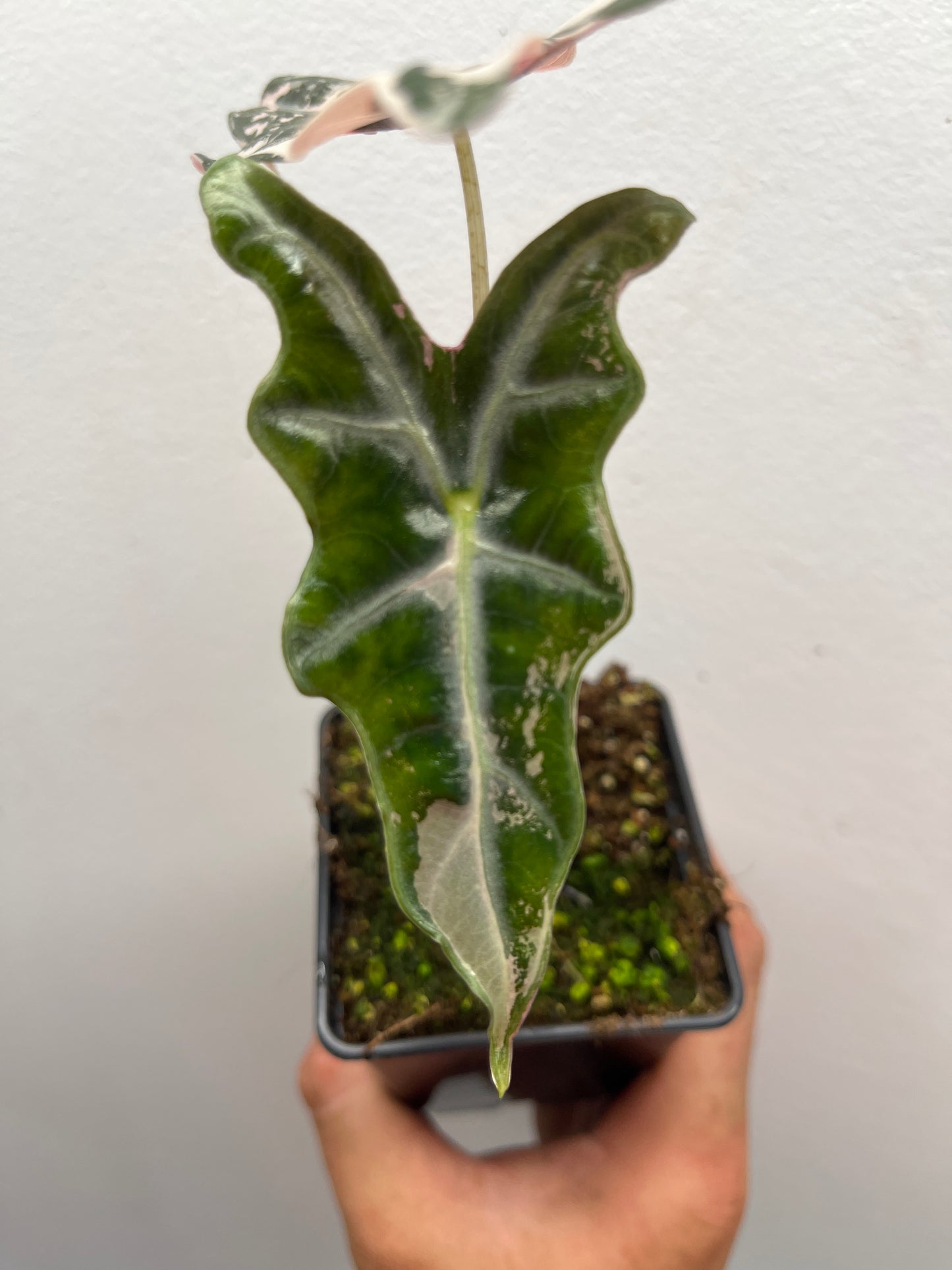 Alocasia Sanderiana 'Nobilis' Pink variegated #3
