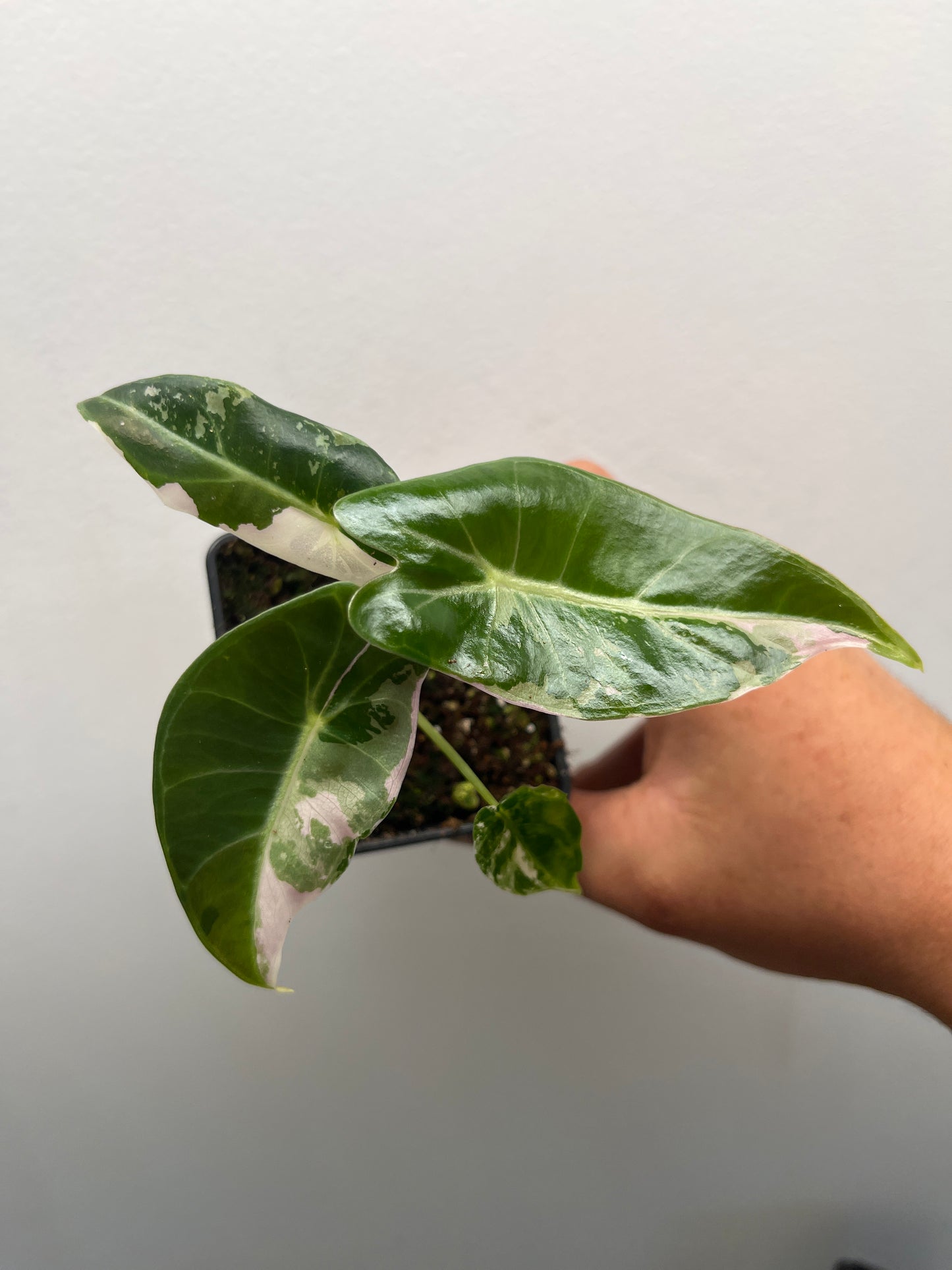 Alocasia Black Satun pink variegated #2 🦄