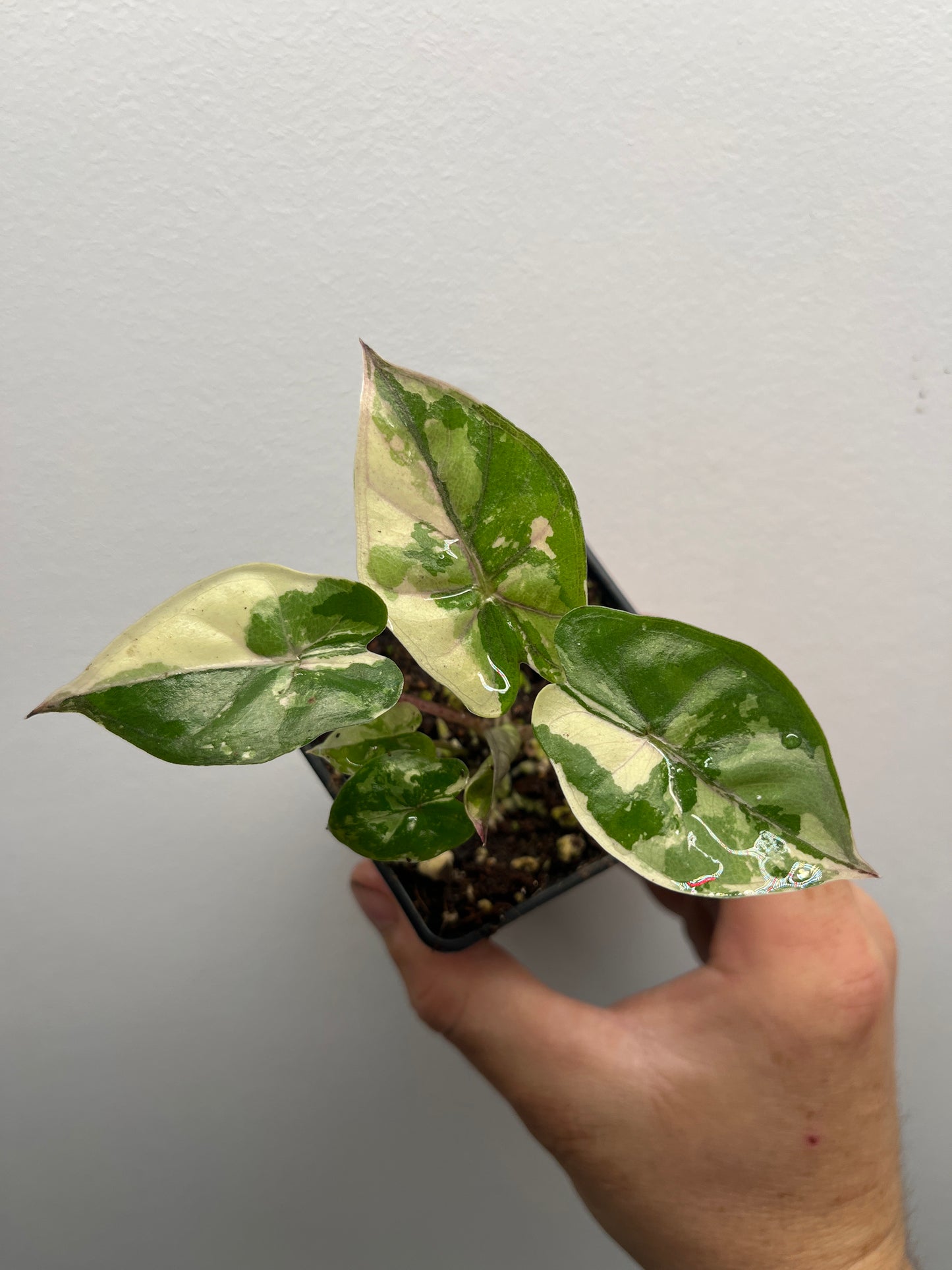 Alocasia Yucatan Princess Albo / Pink #2
