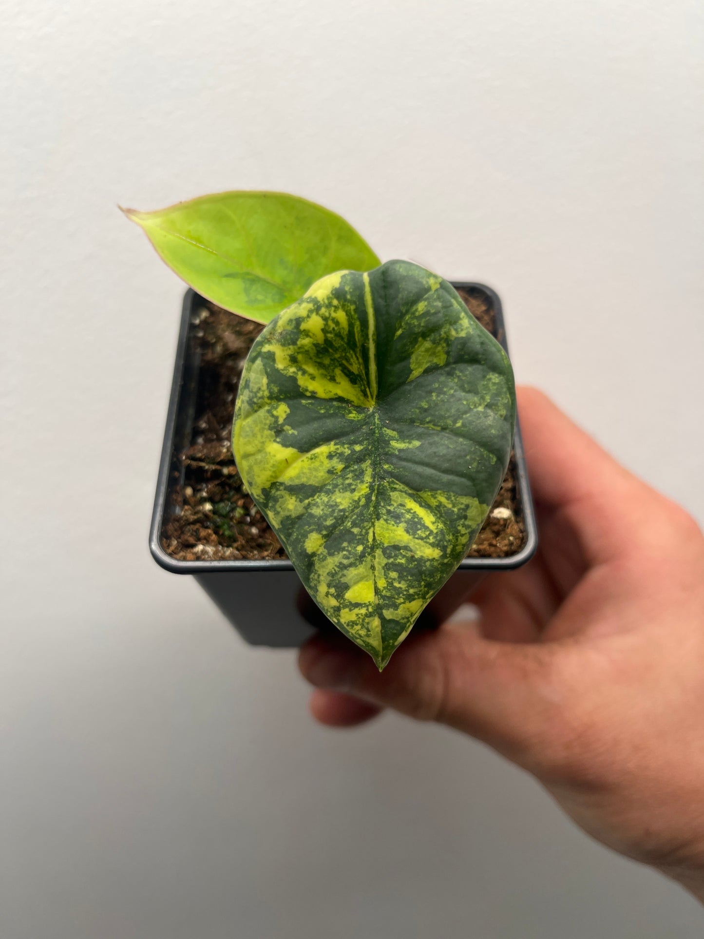 Alocasia Nebula aurea variegated #3