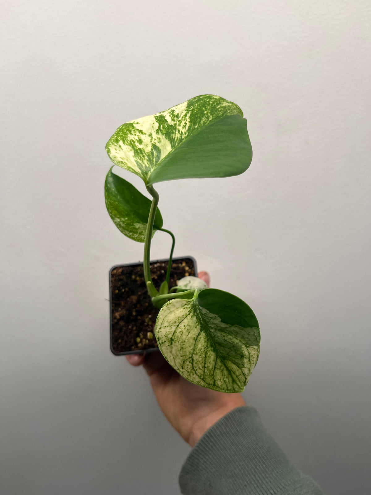 Monstera Deliciosa White Monster - Rare Variegated Monstera