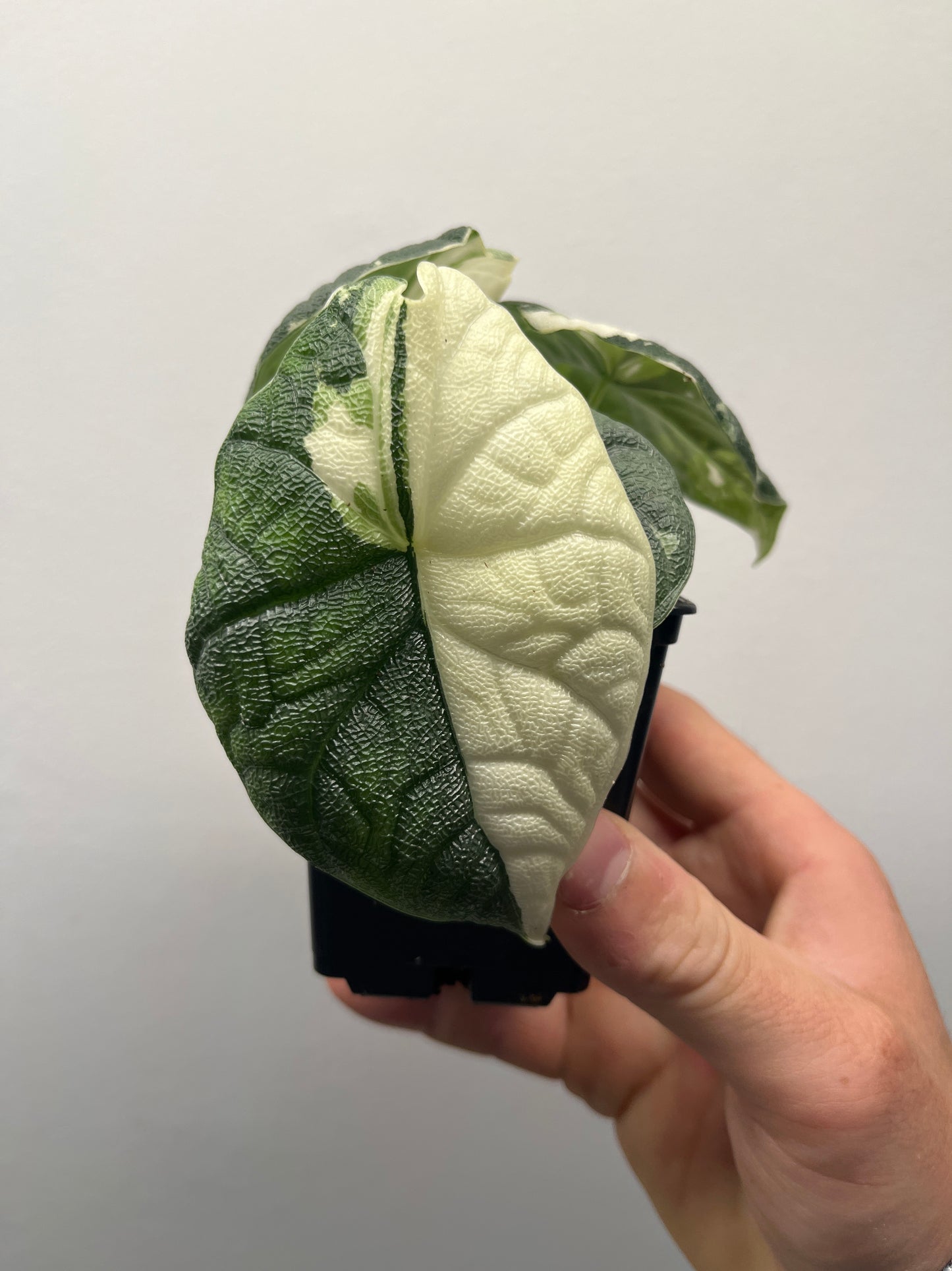 Alocasia Melo albo variegated #2