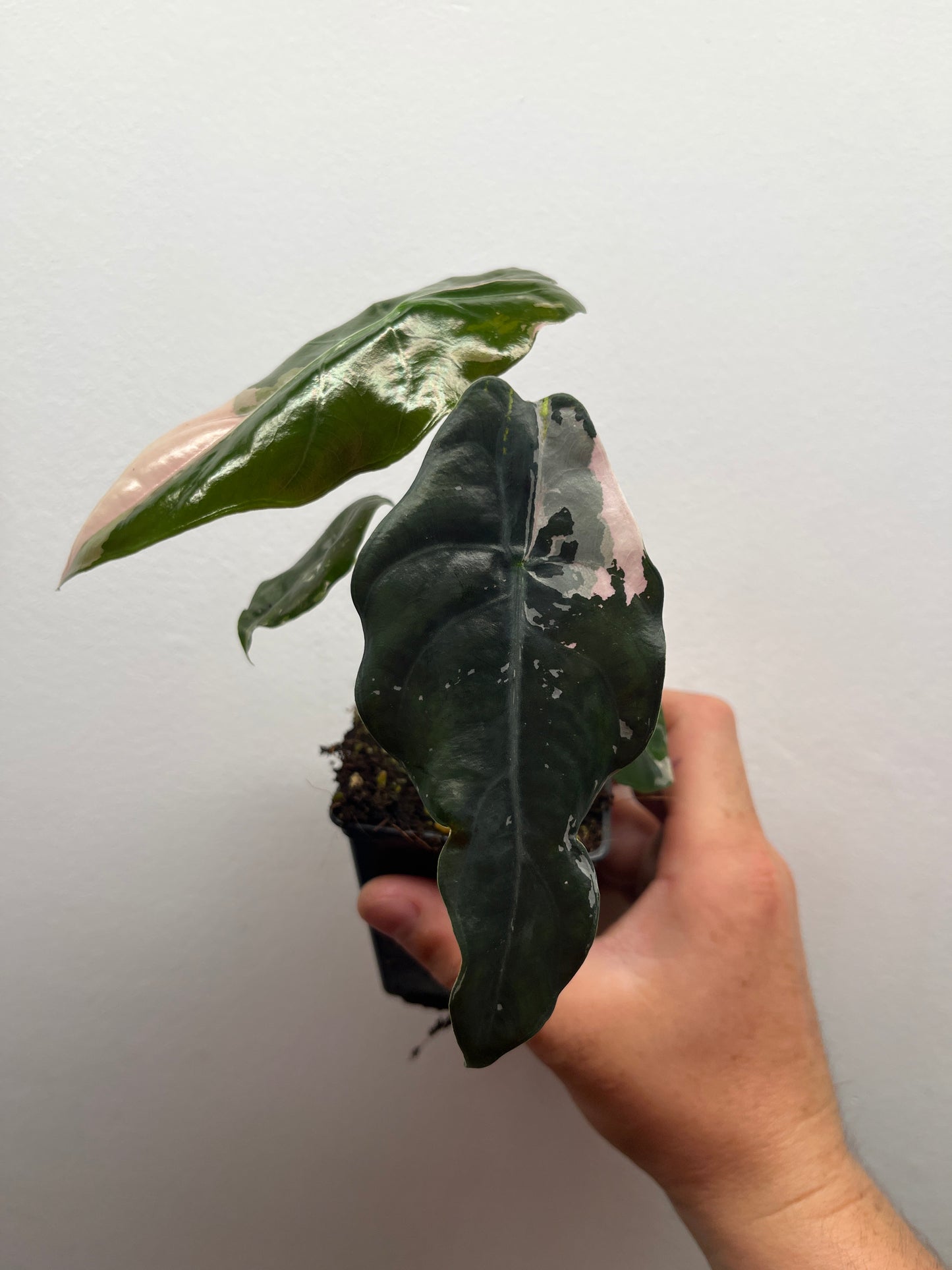 Alocasia Chantrieri pink variegated #3
