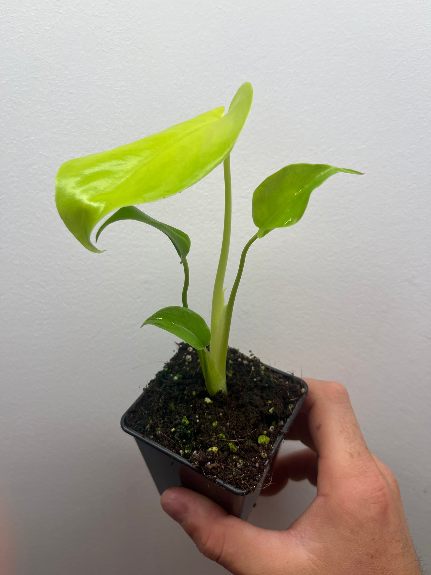 Monstera Deliciosa Lemon Lime Full Cheese Variegated #1