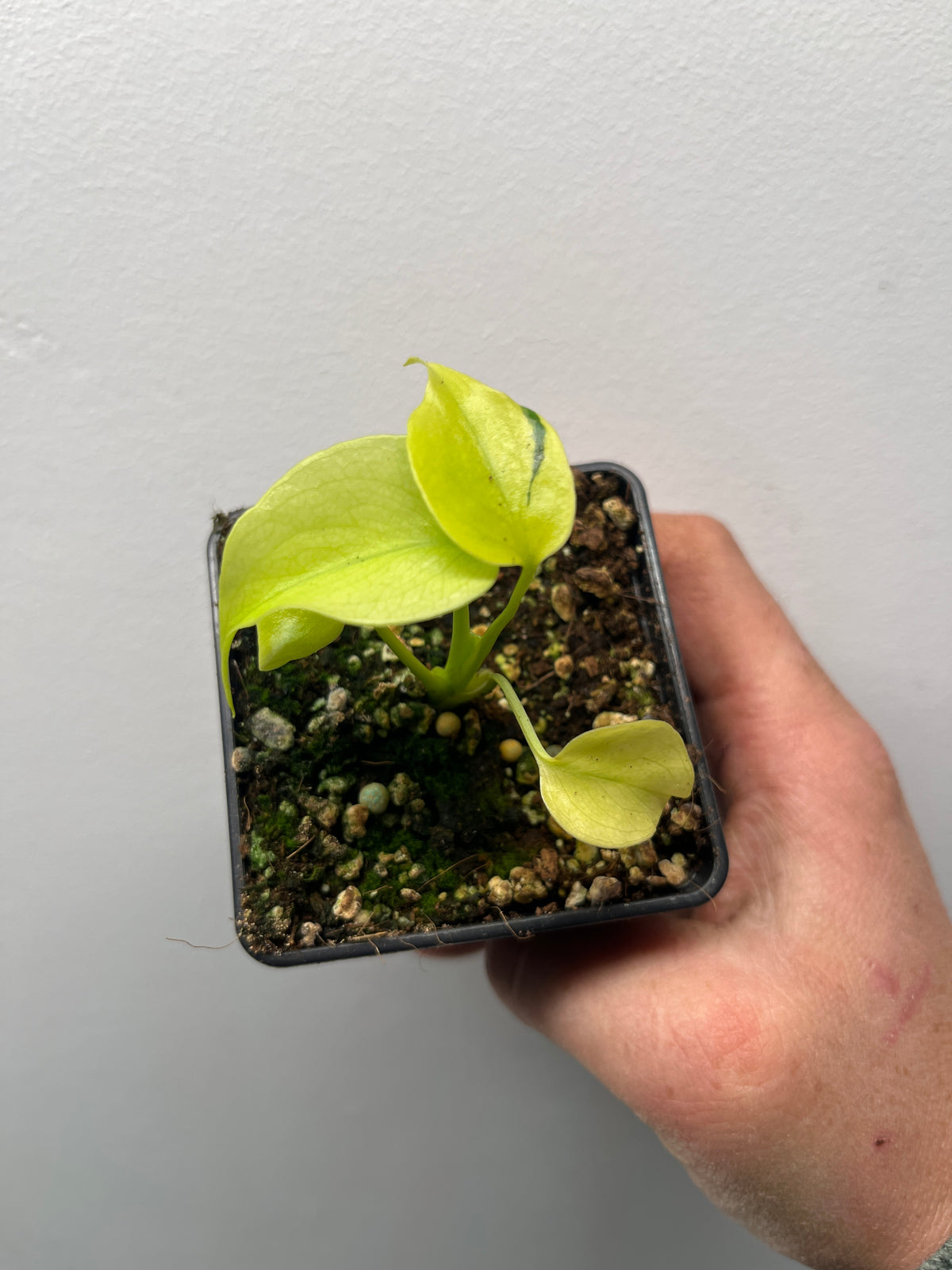 Monstera Deliciosa Melancholy - Rare Variegated Monstera