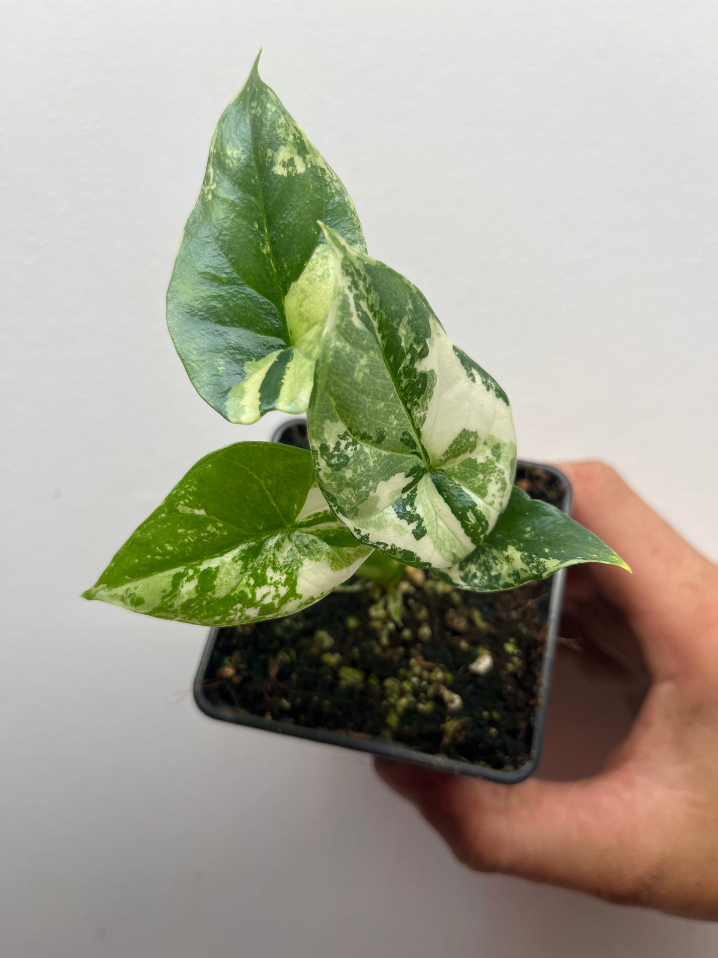 Alocasia Sinuata albo variegated #2