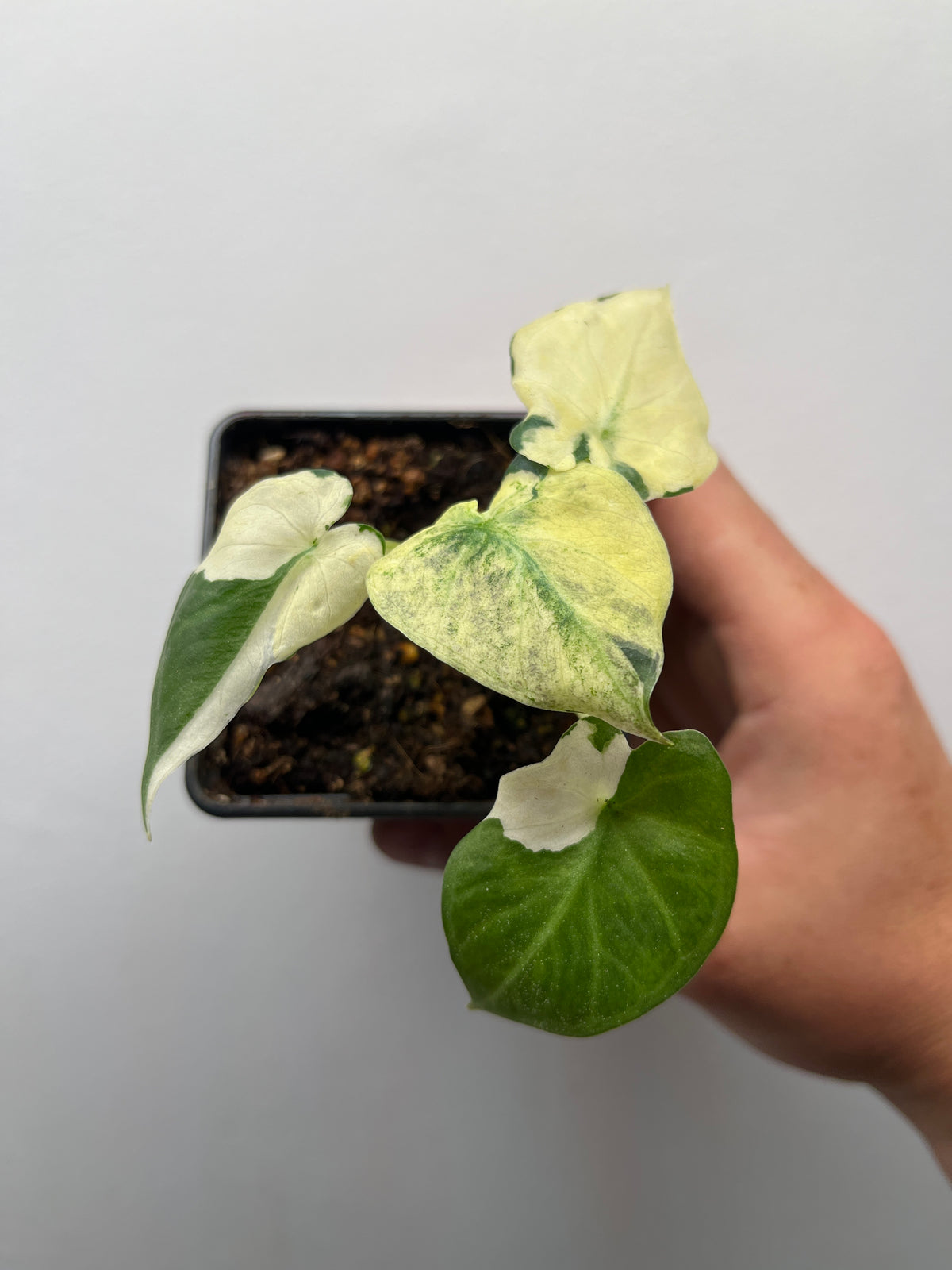 Alocasia Regal Shields Albo Variegated - Rare Aroid