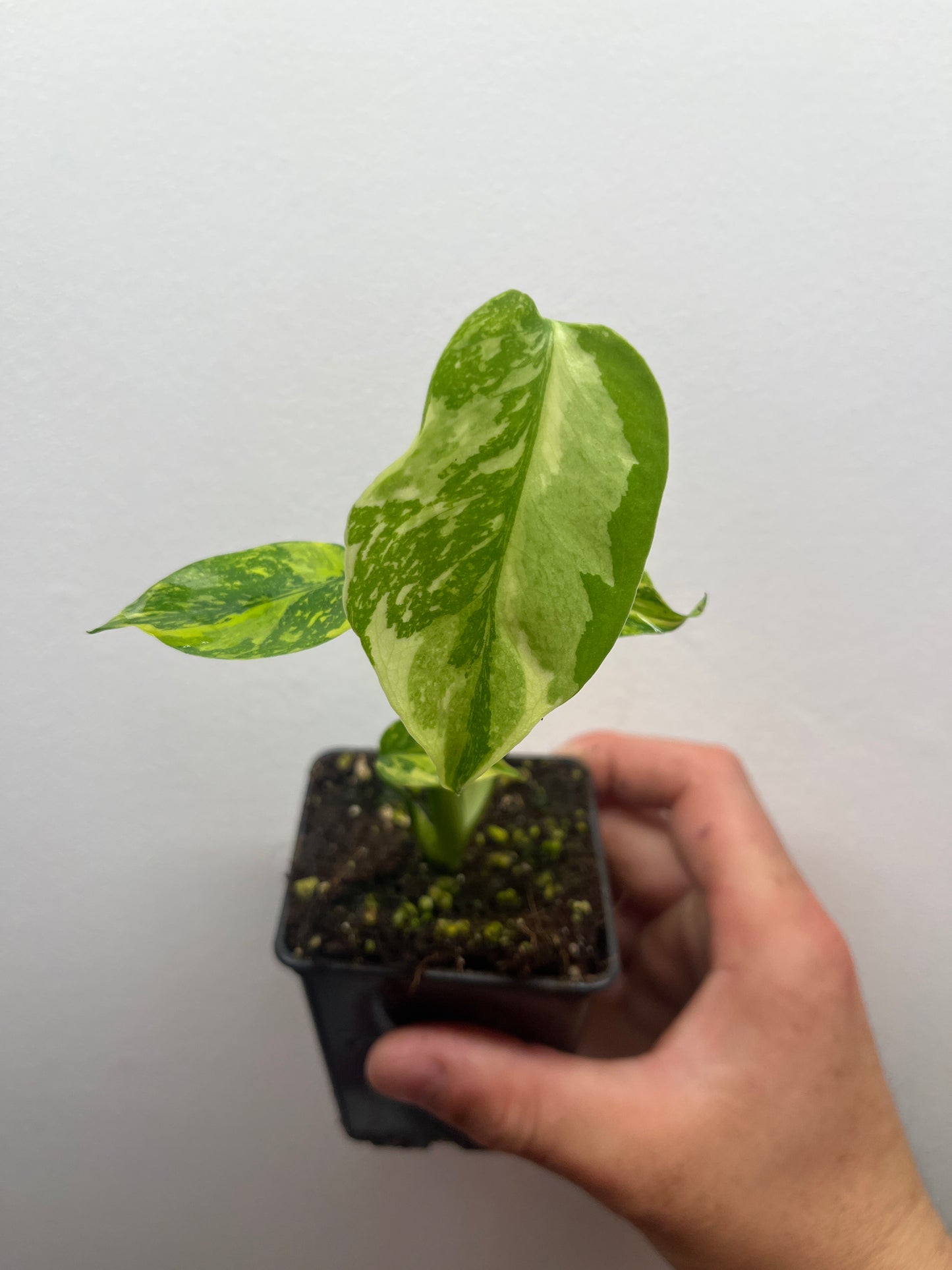 Monstera Deliciosa Electrolyte #2