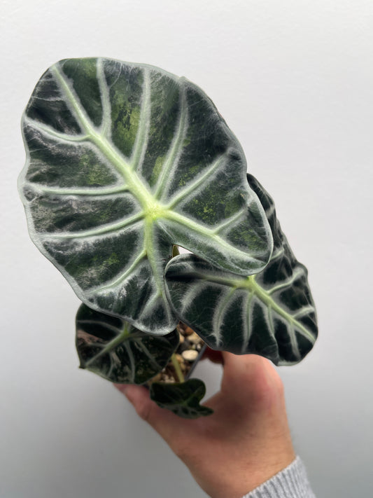 Alocasia Balloon heart variegated #4