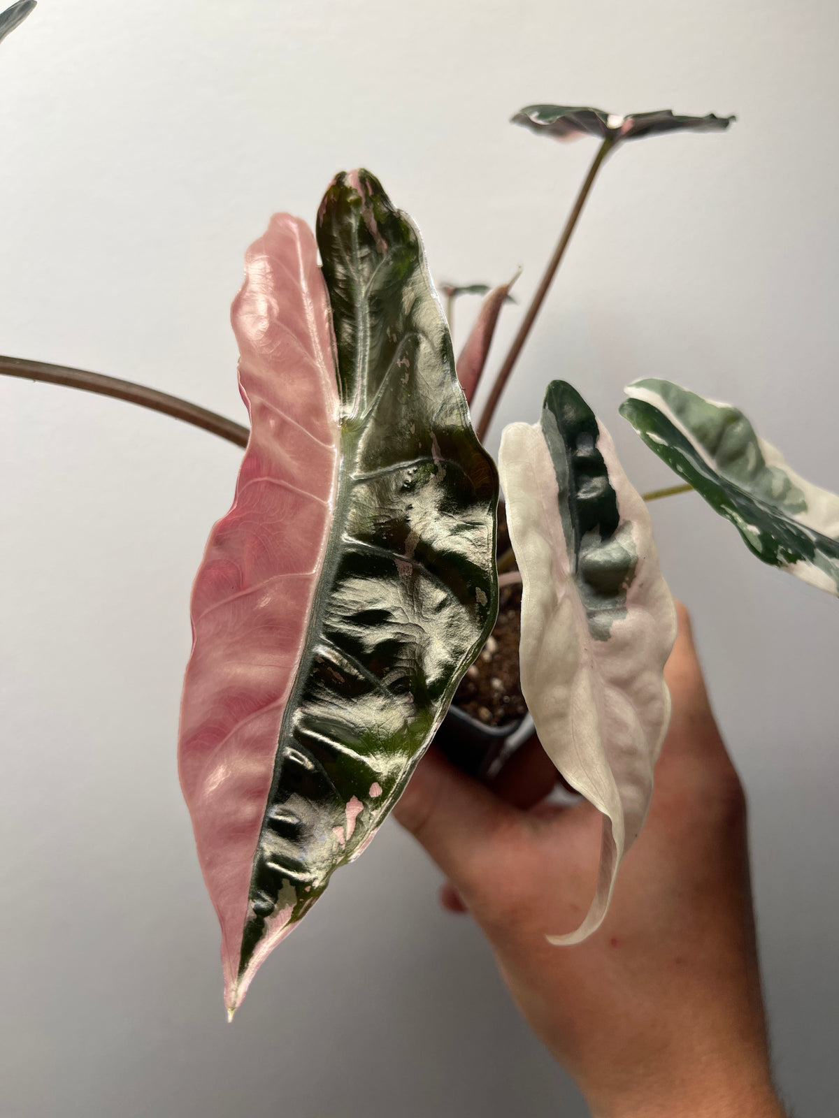 Alocasia Chantrieri Pink Variegated - Rare Variegated Aroid #2
