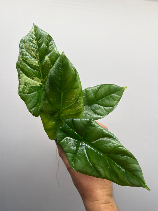 Alocasia Sinuata albo variegated #5