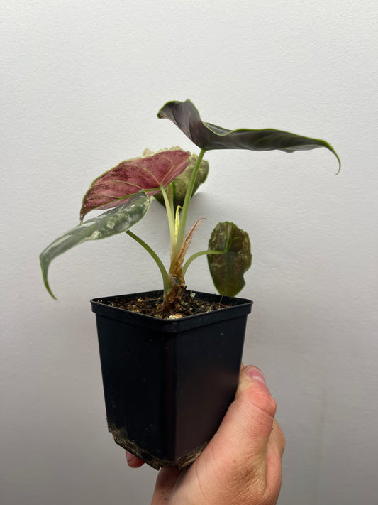 Alocasia Azlanii pink mint variegated #1