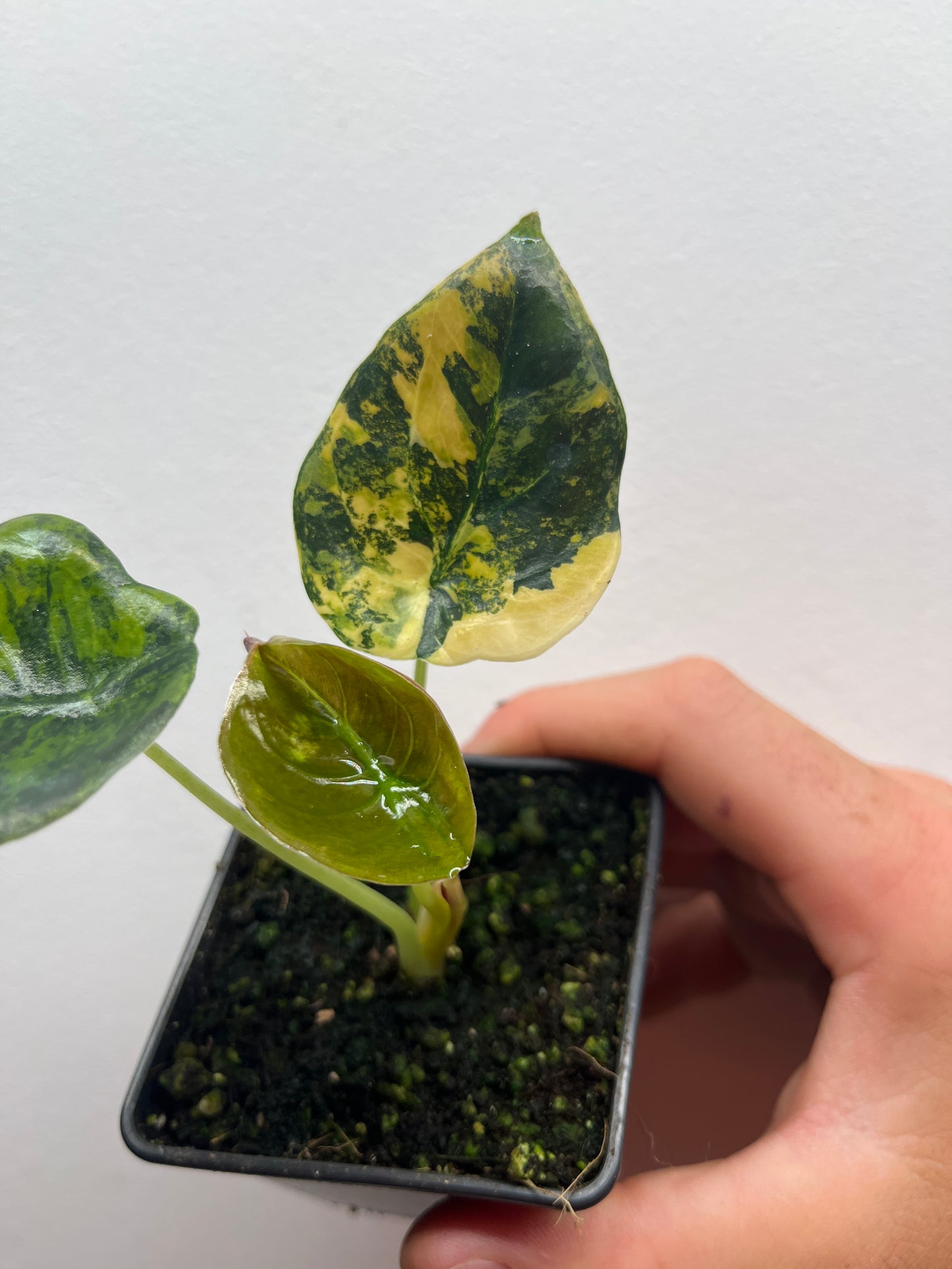 Alocasia Cuprea latte gold aurea variegated #1