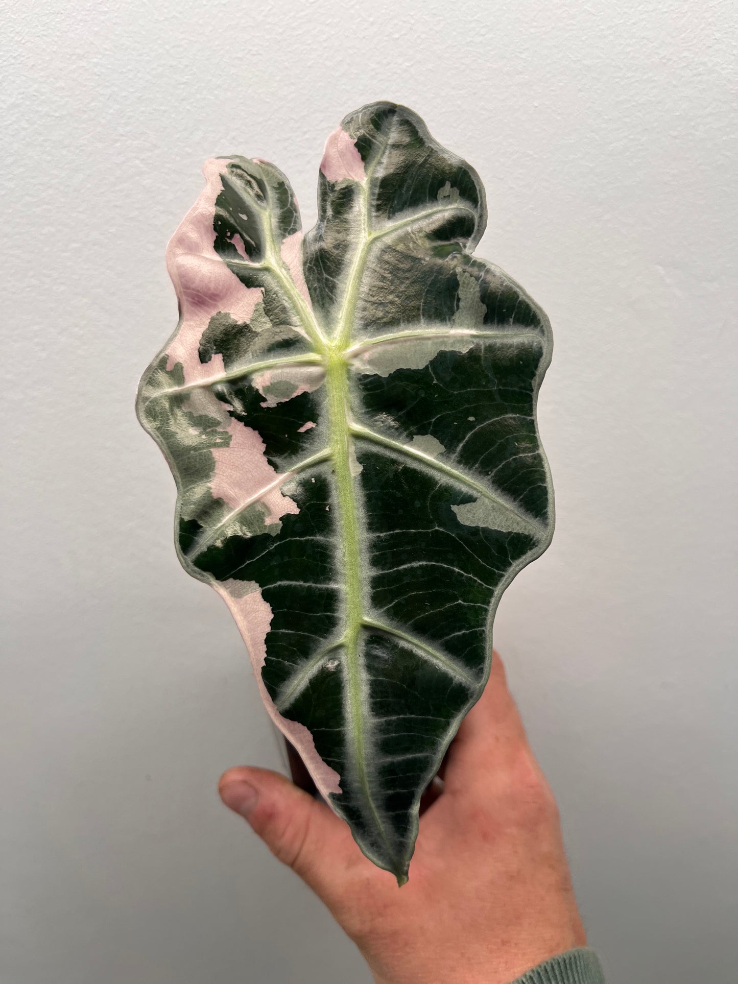 Alocasia Polly pink variegated #1
