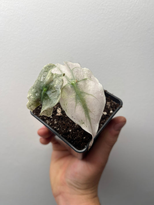 Alocasia Venom Pink/Albo Variegated - Rare Aroid #1