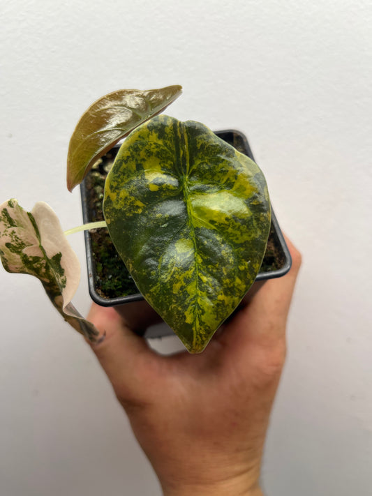 Alocasia Cuprea latte gold aurea variegated #3