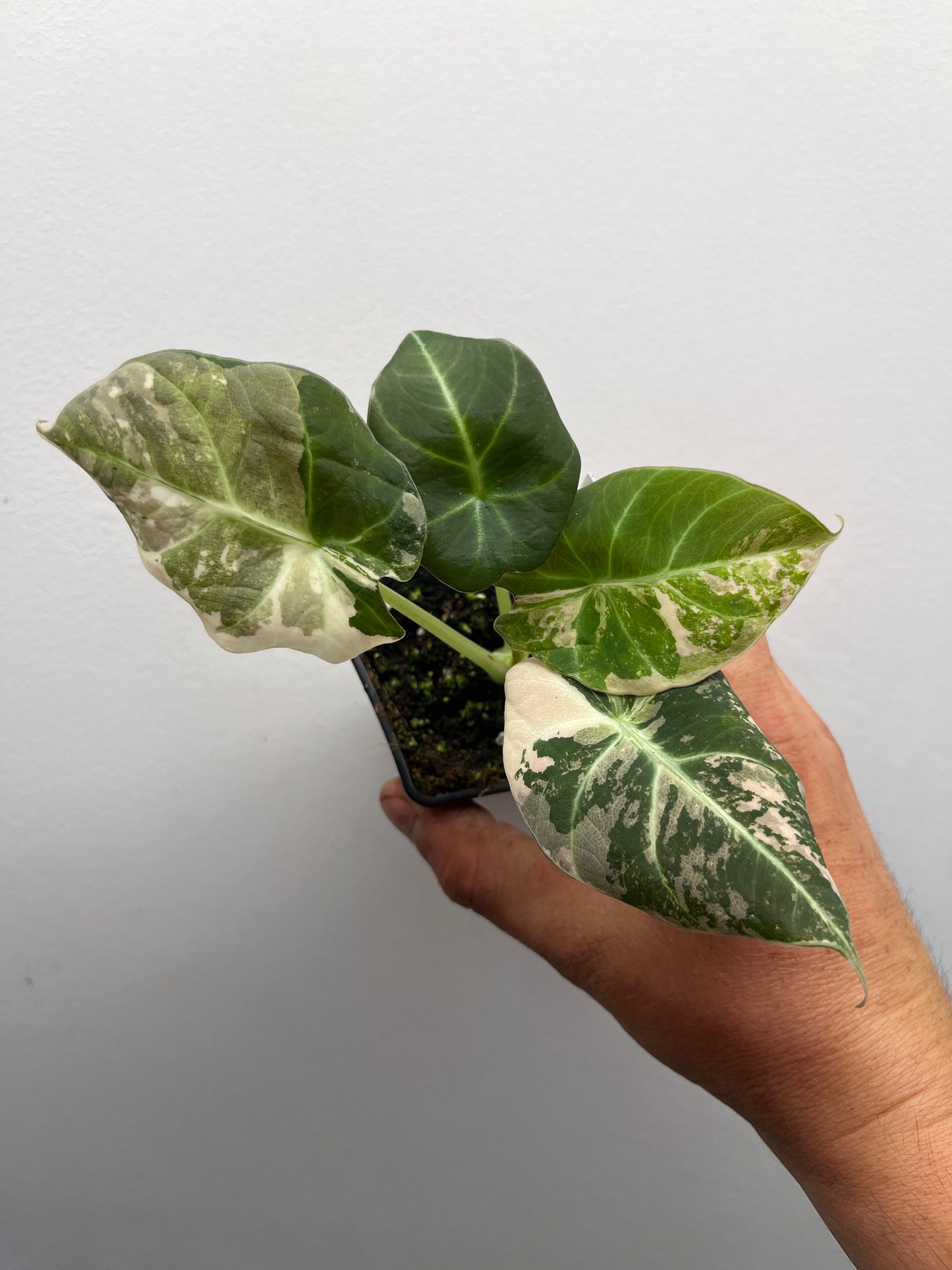 Alocasia Black velvet pink variegated