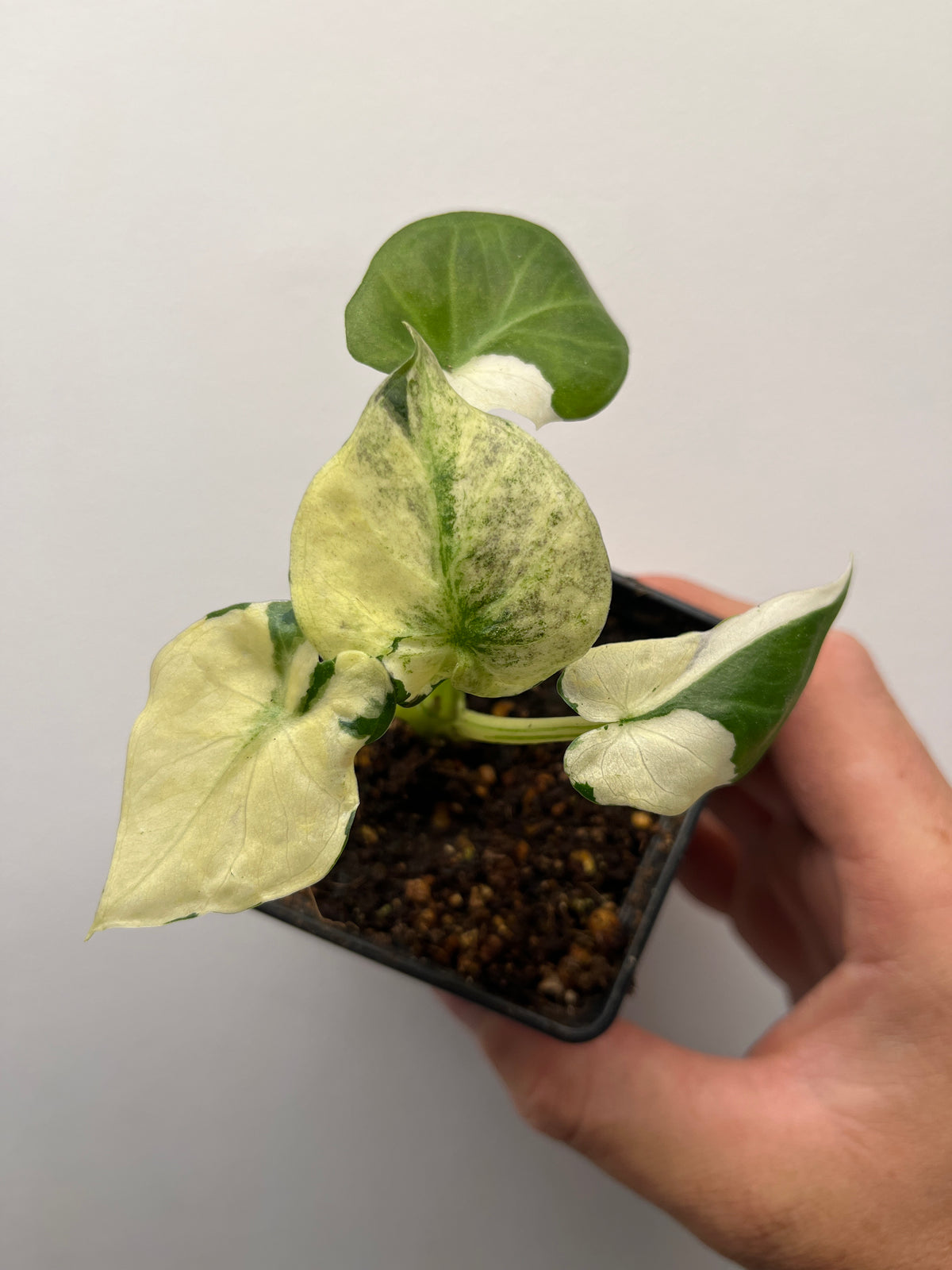 Alocasia Regal Shields Albo Variegated - Rare Aroid