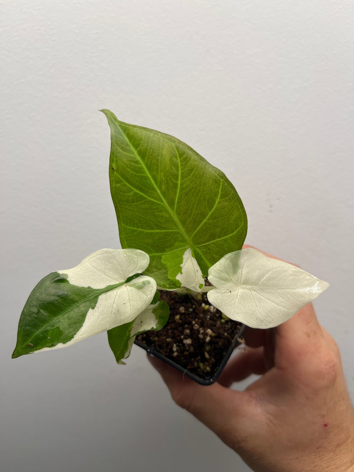 Alocasia Regal shields albo variegated #2