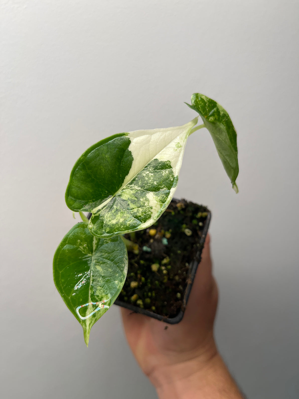 Alocasia Dragon Scale Albo Variegated - Rare Aroid