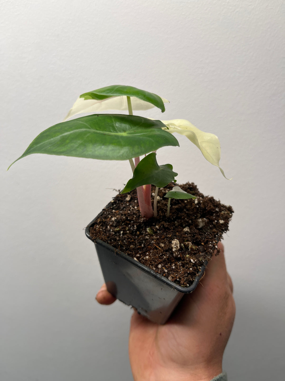 Alocasia Pink Dragon Albo Variegated - Rare Variegated Houseplant