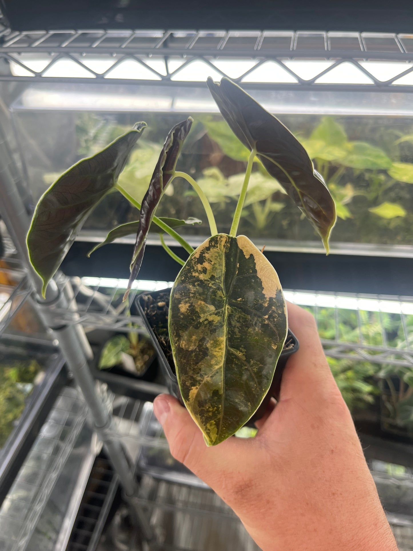 Alocasia Azlanii aurea variegated #5