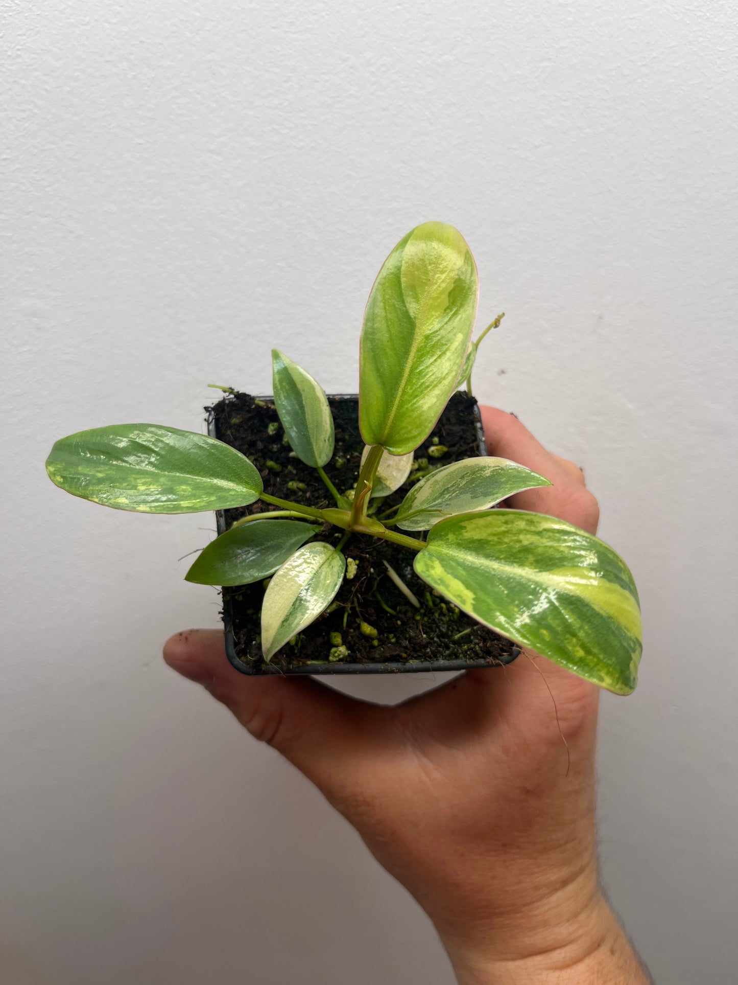Philodendron Atabapoense Pink Variegated #2