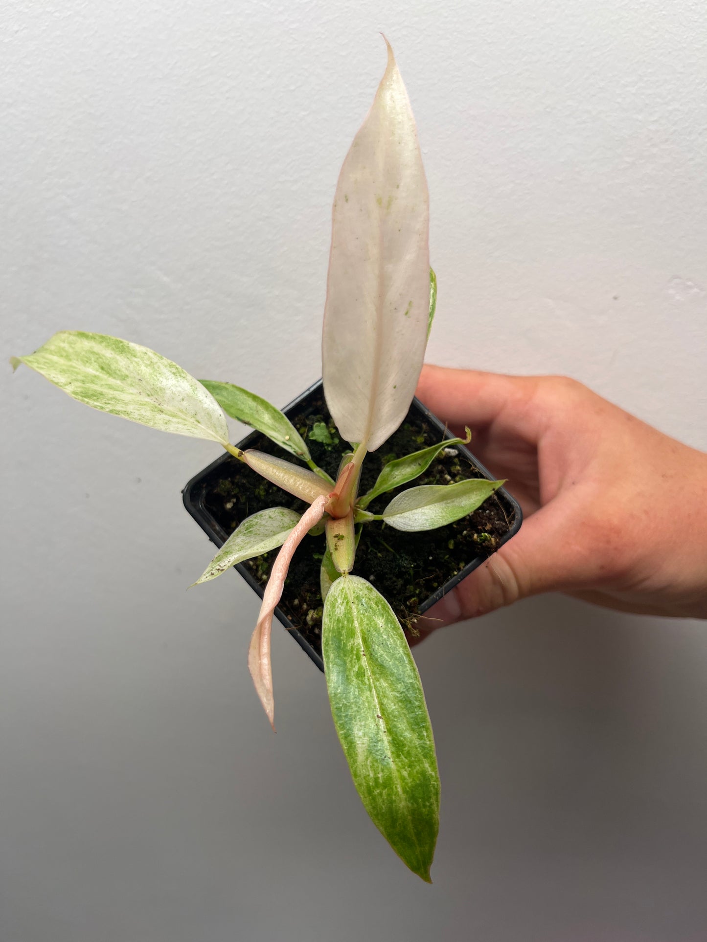 Philodendron Strawberry Caramel Marble Pink Variegated #2