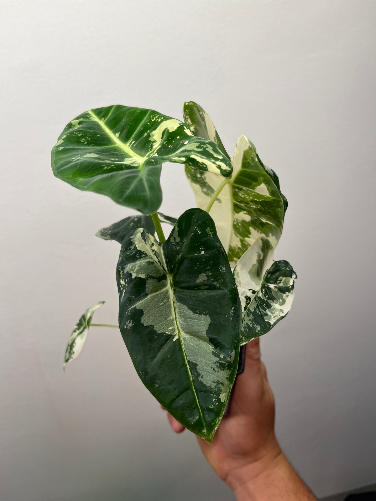 Alocasia Frydek - Rare Velvet Leaf Houseplant