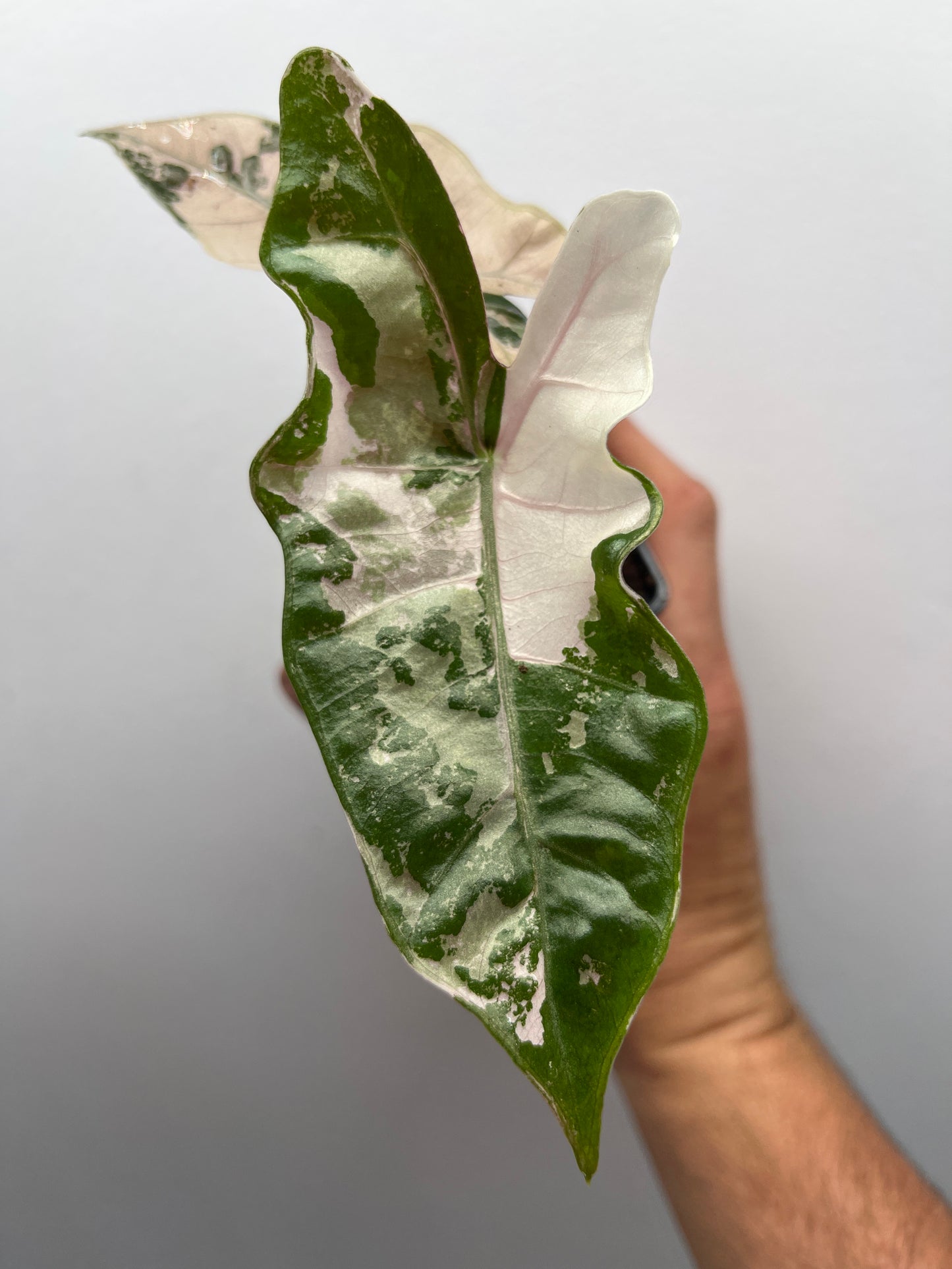 Alocasia pseudo Sanderiana pink variegated #1