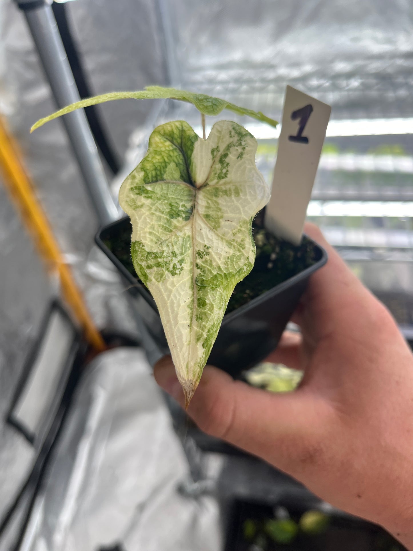 Alocasia Tandurusa aurea variegated #1