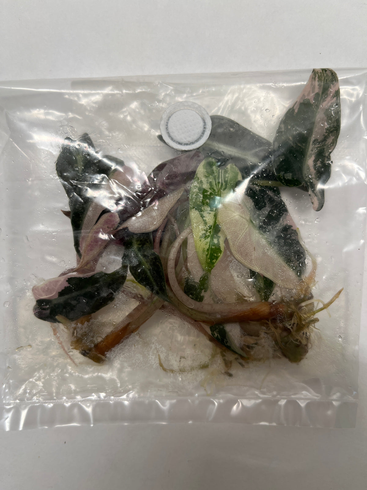 Alocasia Bambino Arrow Albo/Pink Variegated 5 Pack - TC Plant