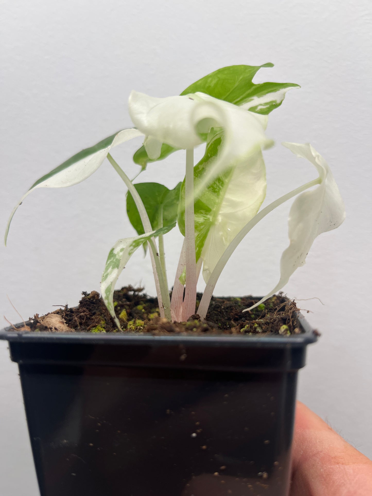 Alocasia Pink Dragon Albo variegated