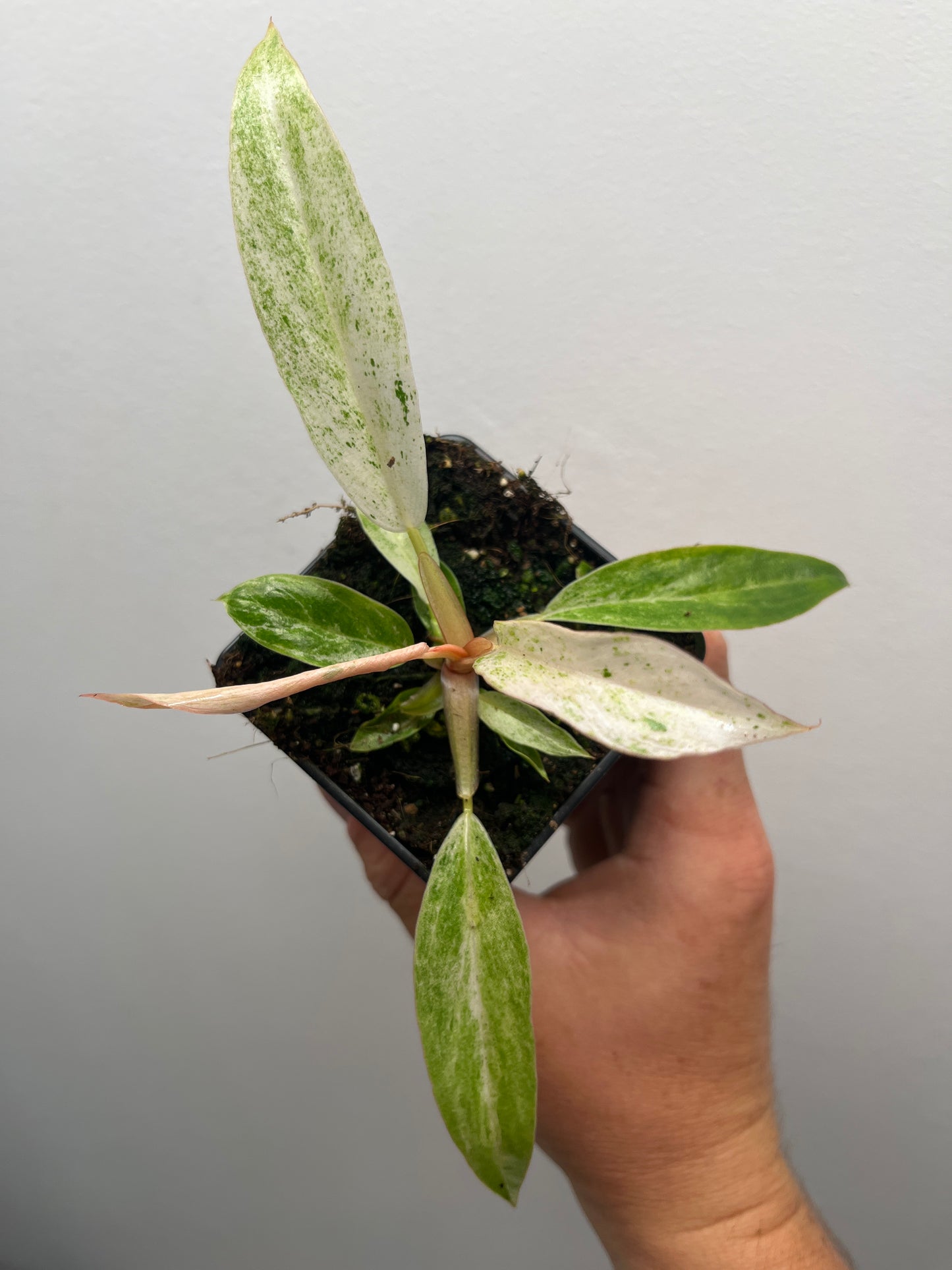 Philodendron Strawberry Caramel Marble Pink Variegated #1
