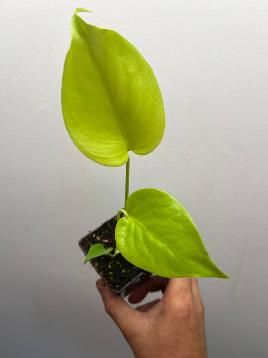 Monstera Deliciosa Lemon Lime Full Cheese Variegated #2