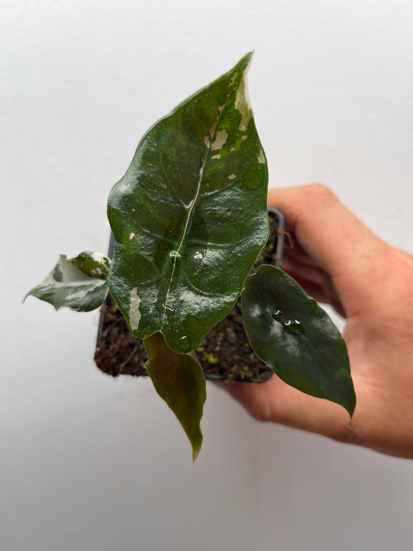 Alocasia Chantrieri pink variegated #5