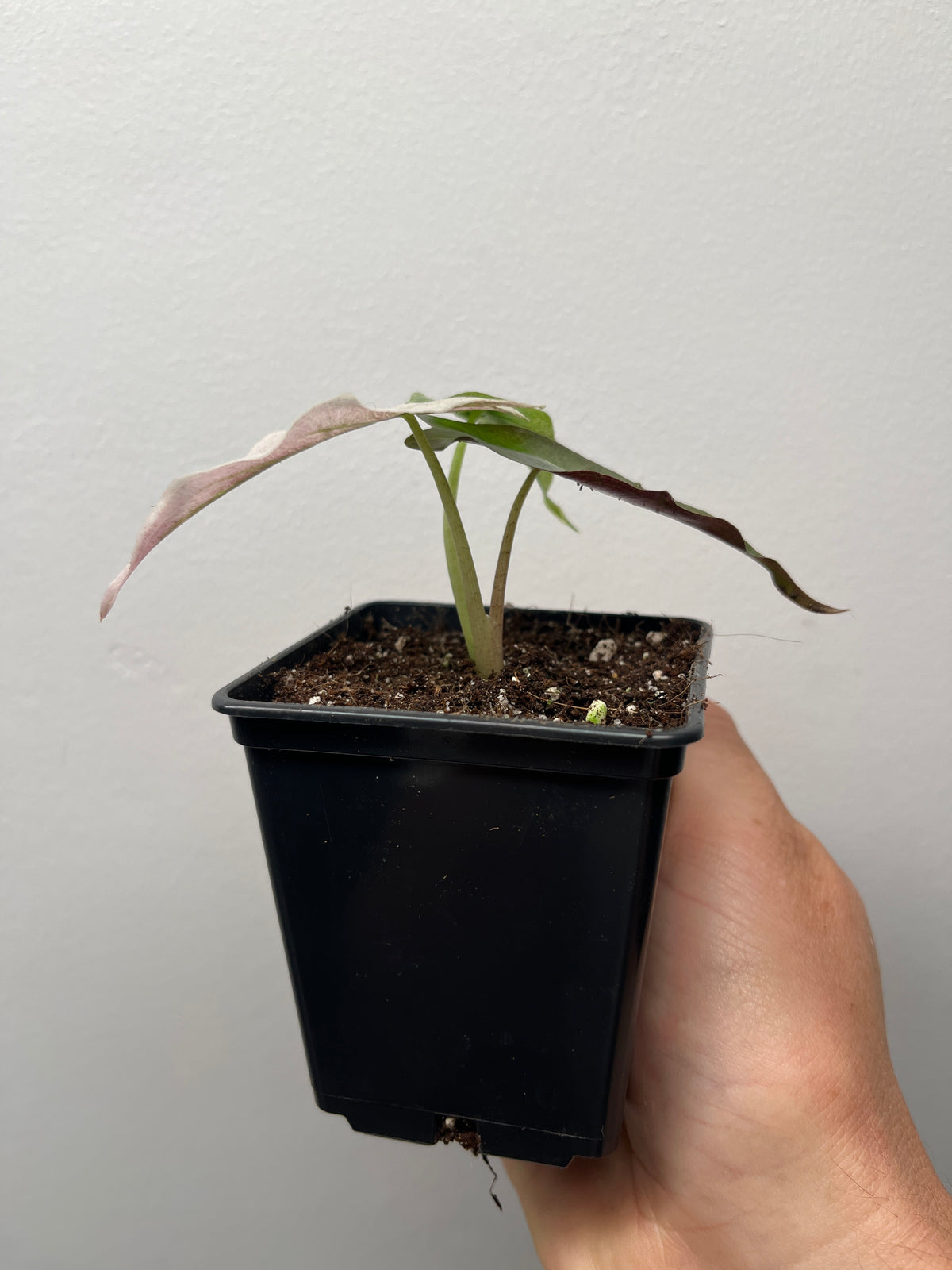 Alocasia Venom Pink/Albo Variegated - Rare Aroid #2