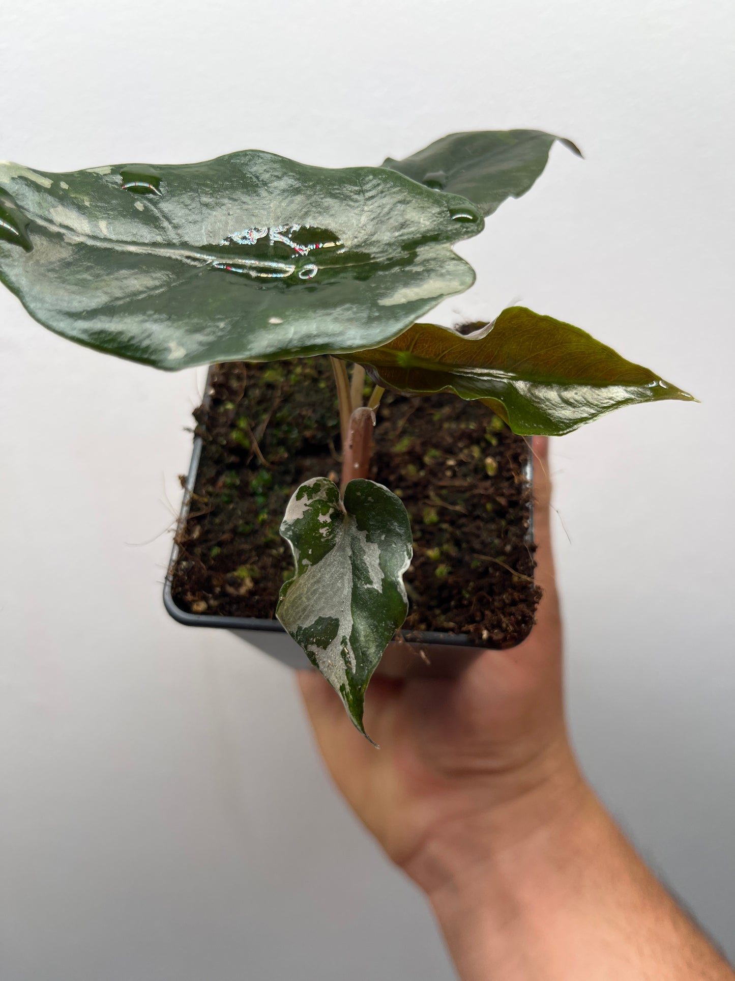 Alocasia Chantrieri pink variegated #5