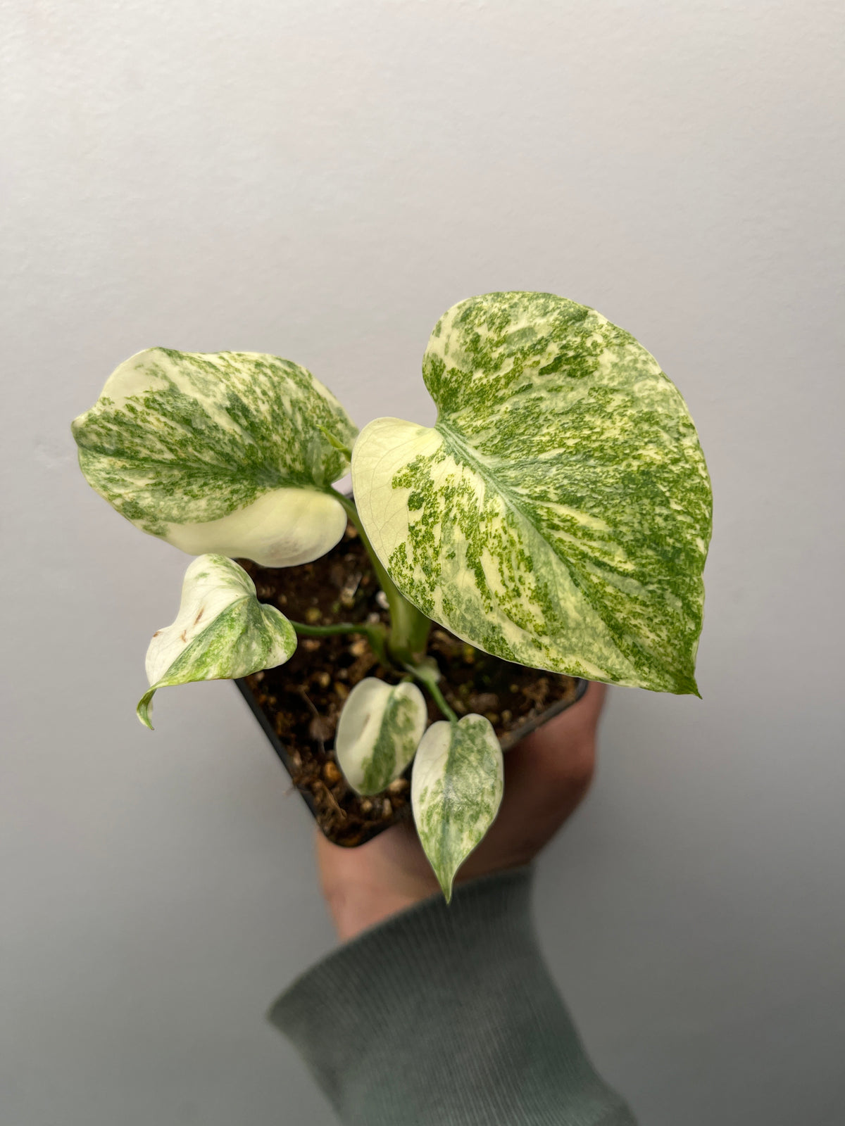 Monstera Deliciosa Green Snow - Rare Variegated Monstera