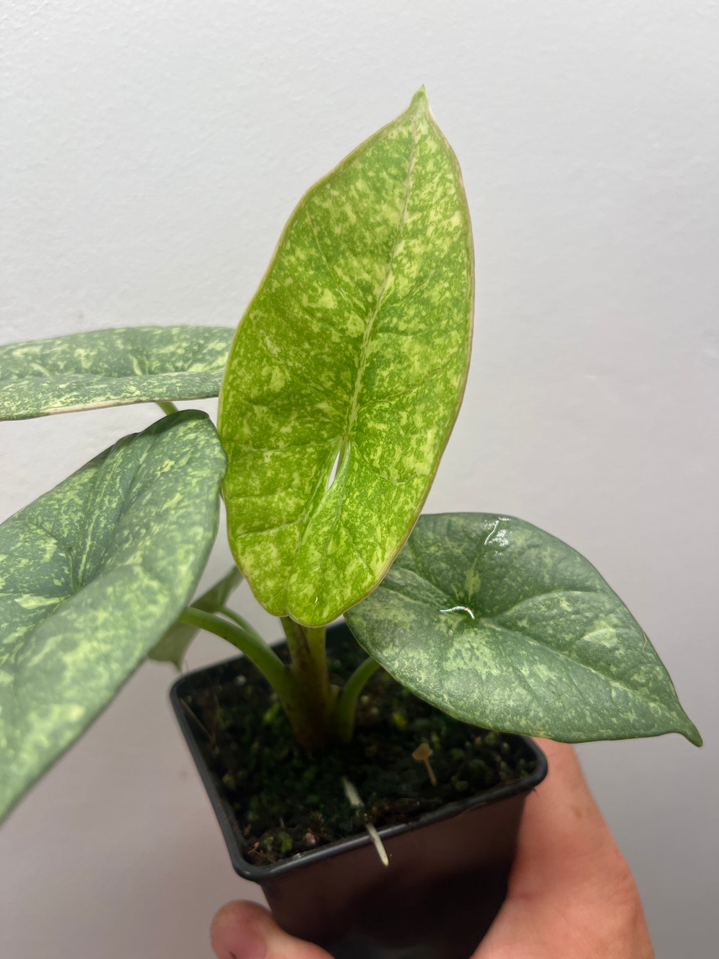 Alocasia Reginae Albo/Mint variegated #3