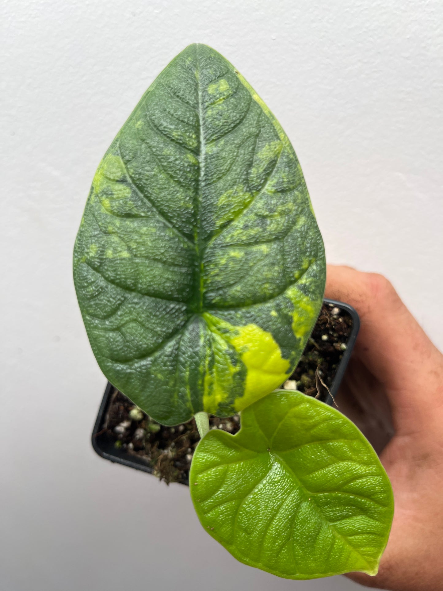 Alocasia Melo aurea variegated #1
