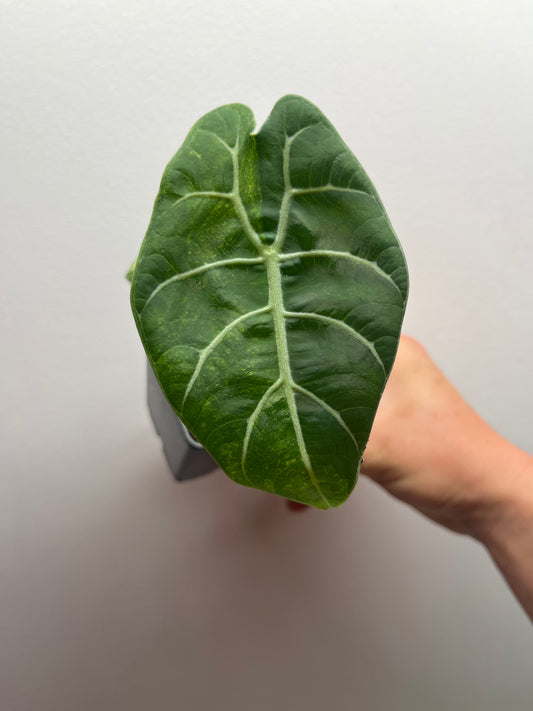 Alocasia Watsoniana albo / pink variegated #4