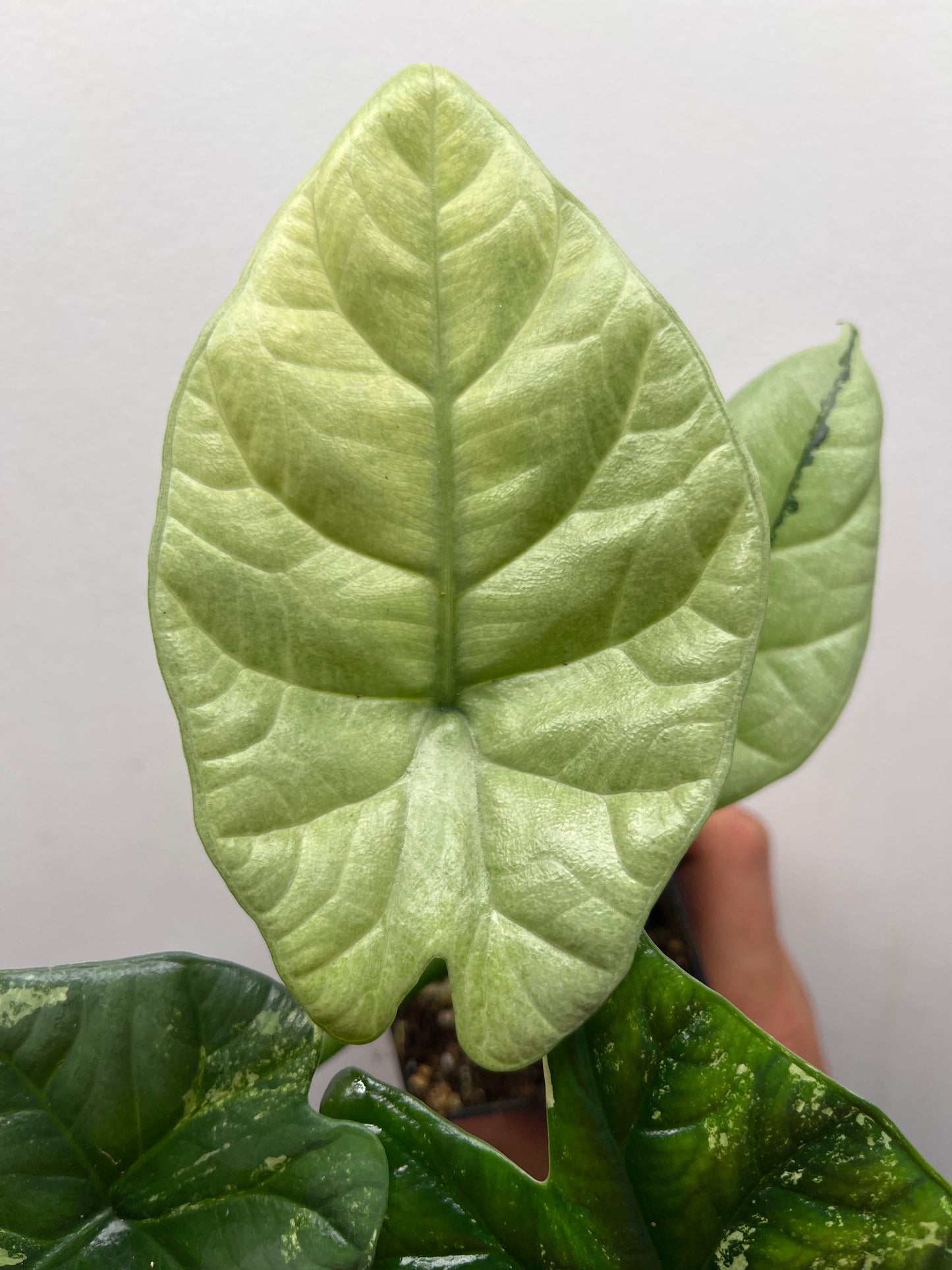 Alocasia Sinuata albo mint variegated #3