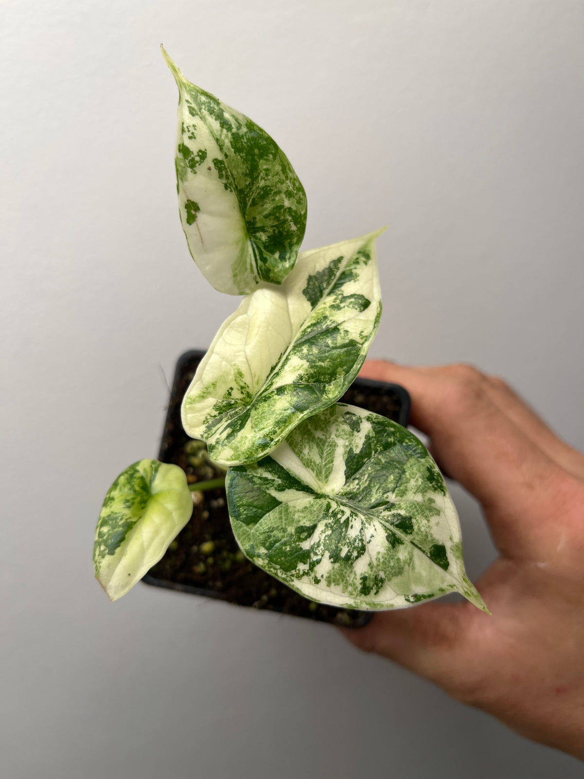 Alocasia Dragon Scale Albo Variegated - Rare Aroid