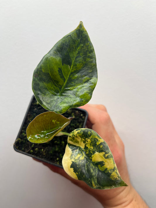 Alocasia Cuprea latte gold aurea variegated #1