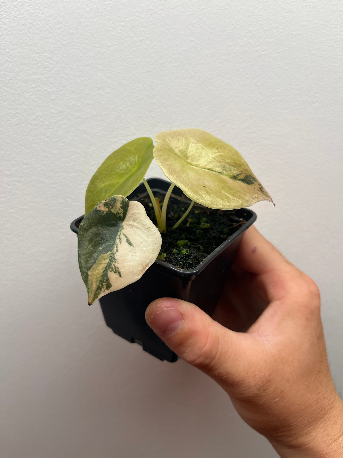 Alocasia Cuprea latte gold aurea variegated #2